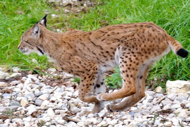 Un lynx vu dans le Jura a tué deux moutons thurgoviens.