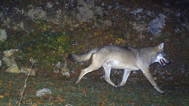 Le canton de Vaud sollicite le tir de deux jeunes loups dans la région du Marchairuz. 