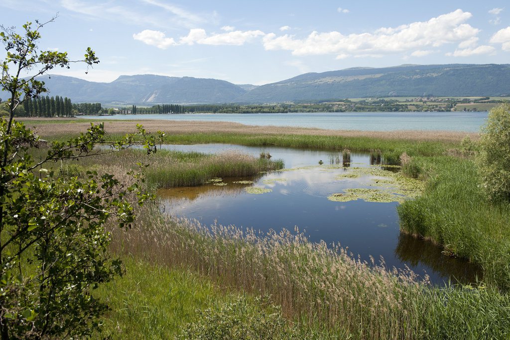 La Commission fédérale pour la protection de la nature et du paysage (CFNP) réclame le démantèlement des chalets (pas visibles) de la réserve de la Grande Cariçaie (photo), au lac de Neuchâtel.