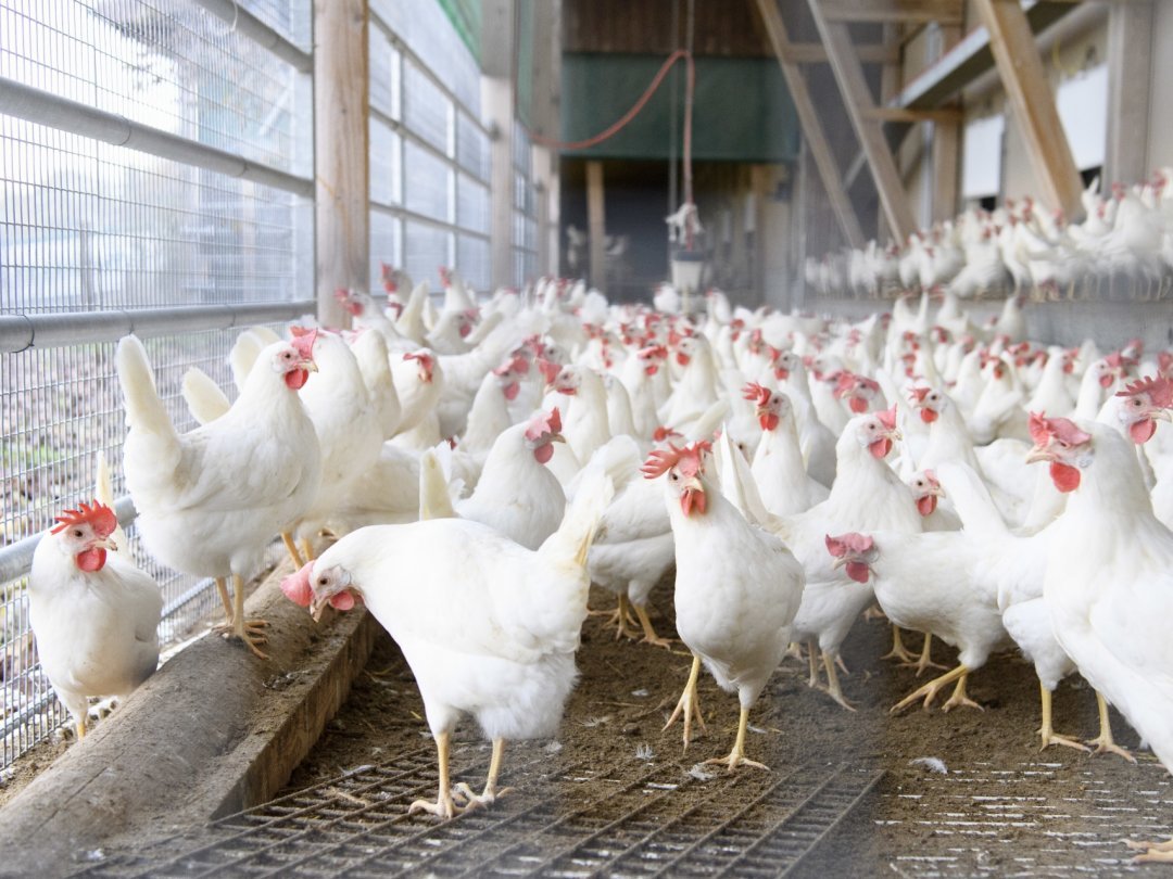 Dans les exploitations vaudoises - ici à Daillens - la prudence est de mise face à la grippe aviaire.