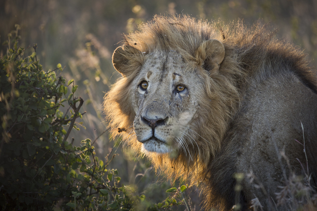 Sur la liste rouge de l'Union internationale pour la conservation de la nature (UICN), le lion est classé "vulnérable".