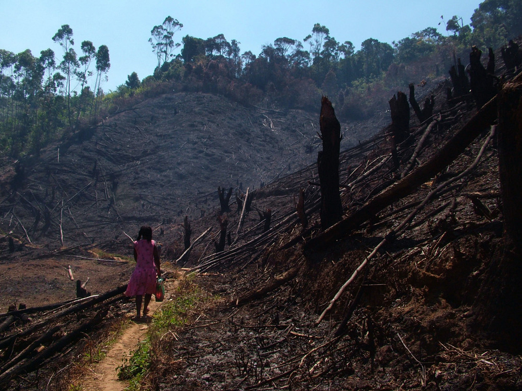 Classées au patrimoine mondial de l'UNESCO, les forêts humides de Madagascar ne sont pas épargnées par l'activité humaine.