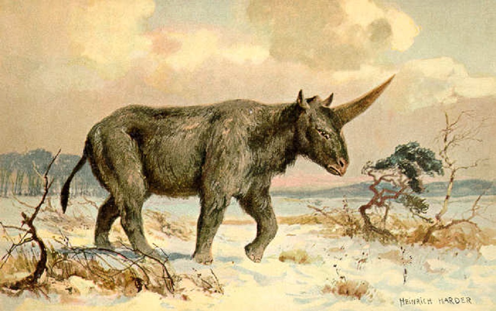 Les hommes préhistoriques auraient côtoyé la "licorne de Sibérie".