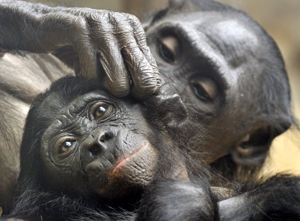 La presbytie explique pourquoi les bonobos les plus âgés sont les derniers choix parmi leurs semblables quand il s'agit de choisir un partenaire de toilettage.
