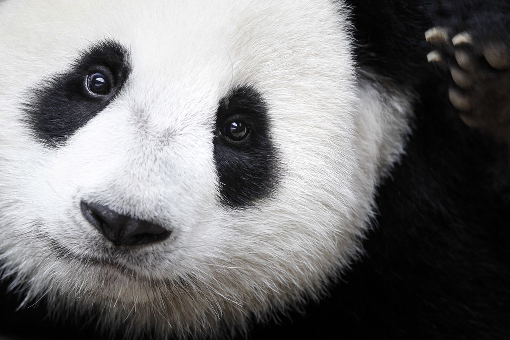 Le panda géant serait toujours menacé par la nature de son habitat.