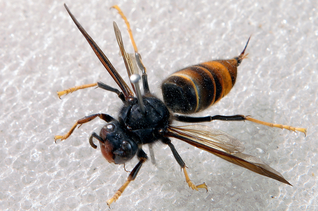 Les autorités jurassiennes se préparent à lutter contre le frelon asiatique, un prédateur dévoreur d'abeilles.