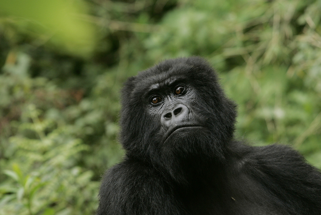 Les gorilles du parc des Virunga en République démocratique du Congo sont menacés par les conflits entre rebelles et militaires dans ce pays.