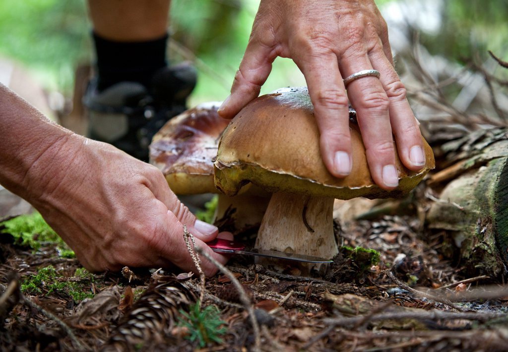 C'est un constat partagé par tous les connaisseurs: le champignon se fait rare dans les sous-bois en ce mois d'août. (illustration)
