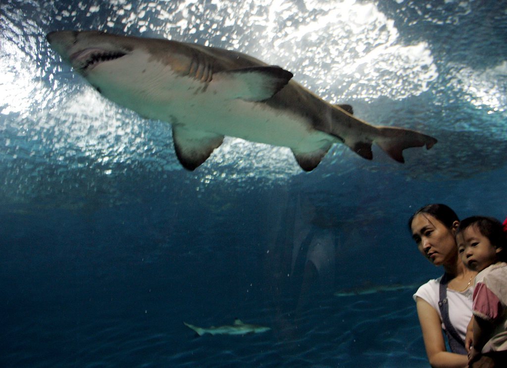 La rupture d'un aquarium à Shanghai a provoqué la mort de 3 requins et blessé une quinzaine de personnes. 