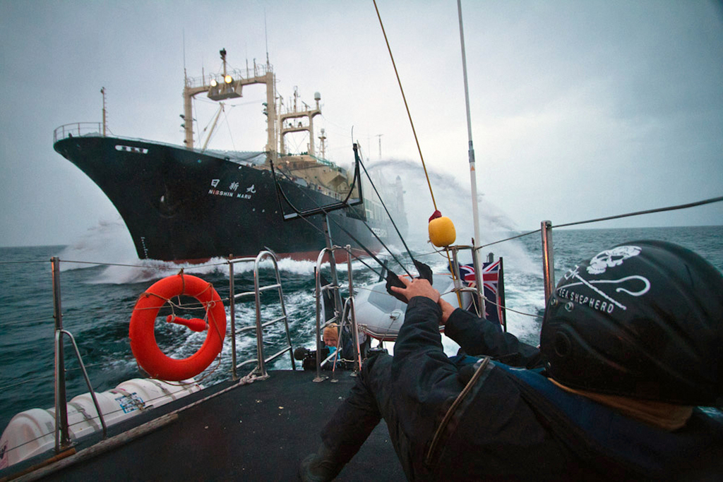 En dépit des menaces de l'organisation écologique Sea Shepherd, le navire amiral des baleiniers japonais Nisshin Maru a pris la mer pour l'Antarctique, ce vendredi.