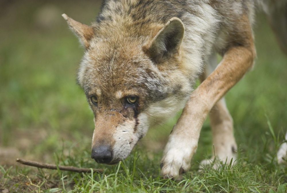 Le loup peut être abattu s'il a dévoré au moins 35 animaux de rente pendant quatre mois consécutifs.