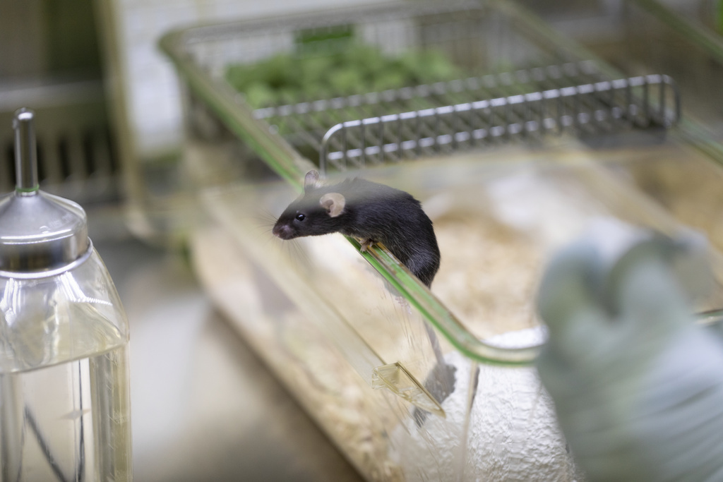 Les souris dont le gène a été désactivé étaient plus enclines à faire de l'exercice (illustration).