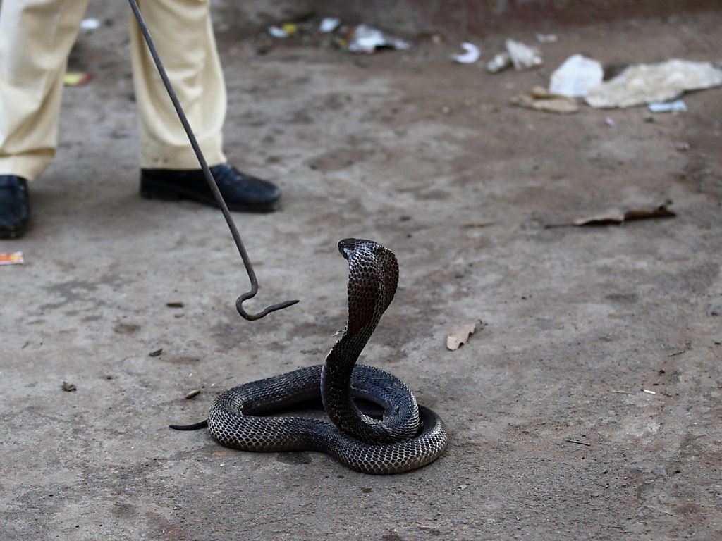 Le venin du cobra indien est essentiellement neurotoxique et cardiotoxique (archives).