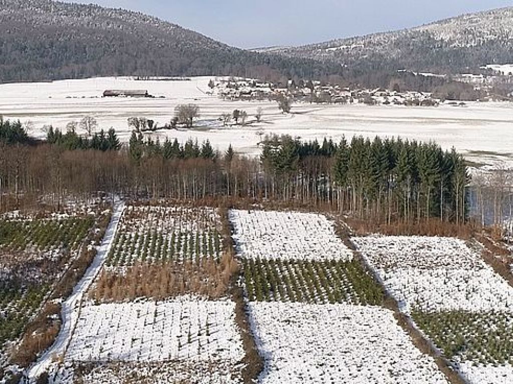 Une vue aérienne de la plantation expérimentale de Mutrux, dans le canton de Vaud.