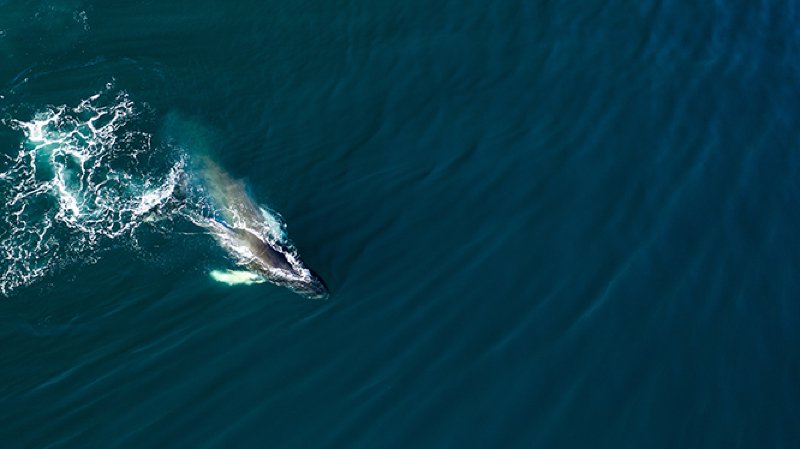 Le grand périple des baleines à bosses