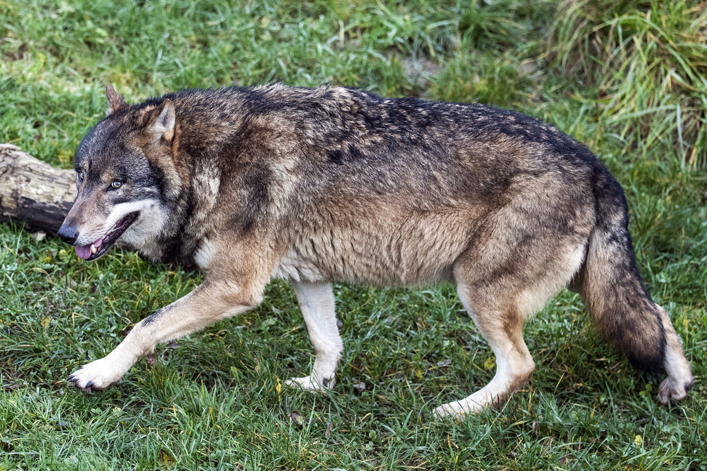 Depuis la fin novembre, trois autres loups sont morts dans le canton dans des accidents de transport, soit deux dans la Surselva et un dans la région de l'Albula. (illustration)