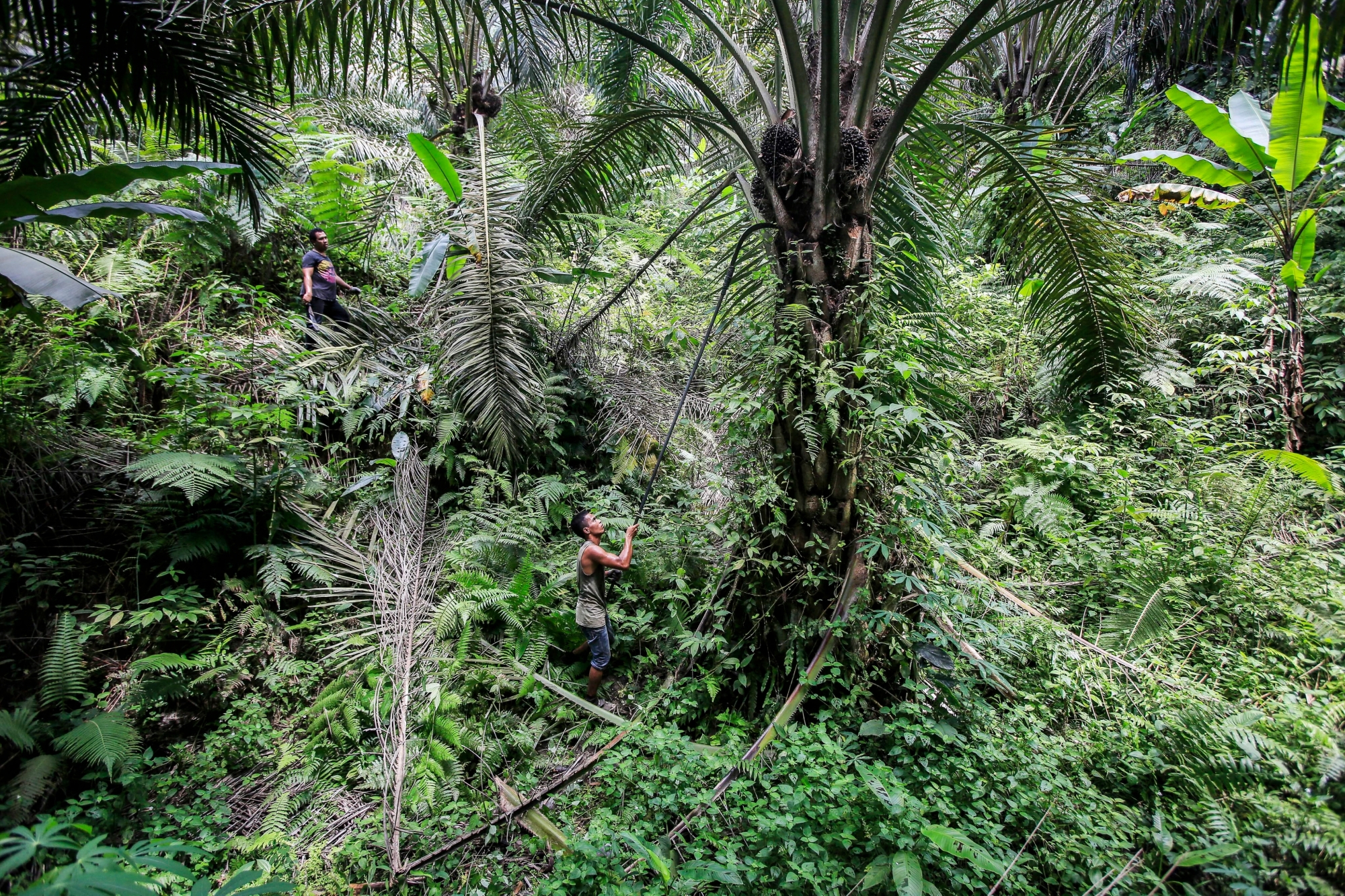 epa05651452 (12/42) An Indonesian worker uses a tall stick to reach and harvest palm fruits at a palm oil plantation in Deli Serdang, North Sumatra, Indonesia, 16 September 2016. Indonesia is the world's largest producer of Palm Oil, made from the palm fruit, followed closely by Malaysia. Palm plantations built on destroyed tropical rainforest, have seen the death and displacements of many species, among them the endangered orangutan. Palm oil is an ingredient in many products across supermarket shelves. Consumer groups are pressing end users to buy only products containing substitutes or sustainably sourced palm oil, warning species and pristine habitats are on the brink of being lost forever to humankind. EPA/DEDI SINUHAJI PLEASE REFER TO THE ADVISORY NOTICE (epa05651440) FOR FULL PACKAGE TEXT ArcInfo