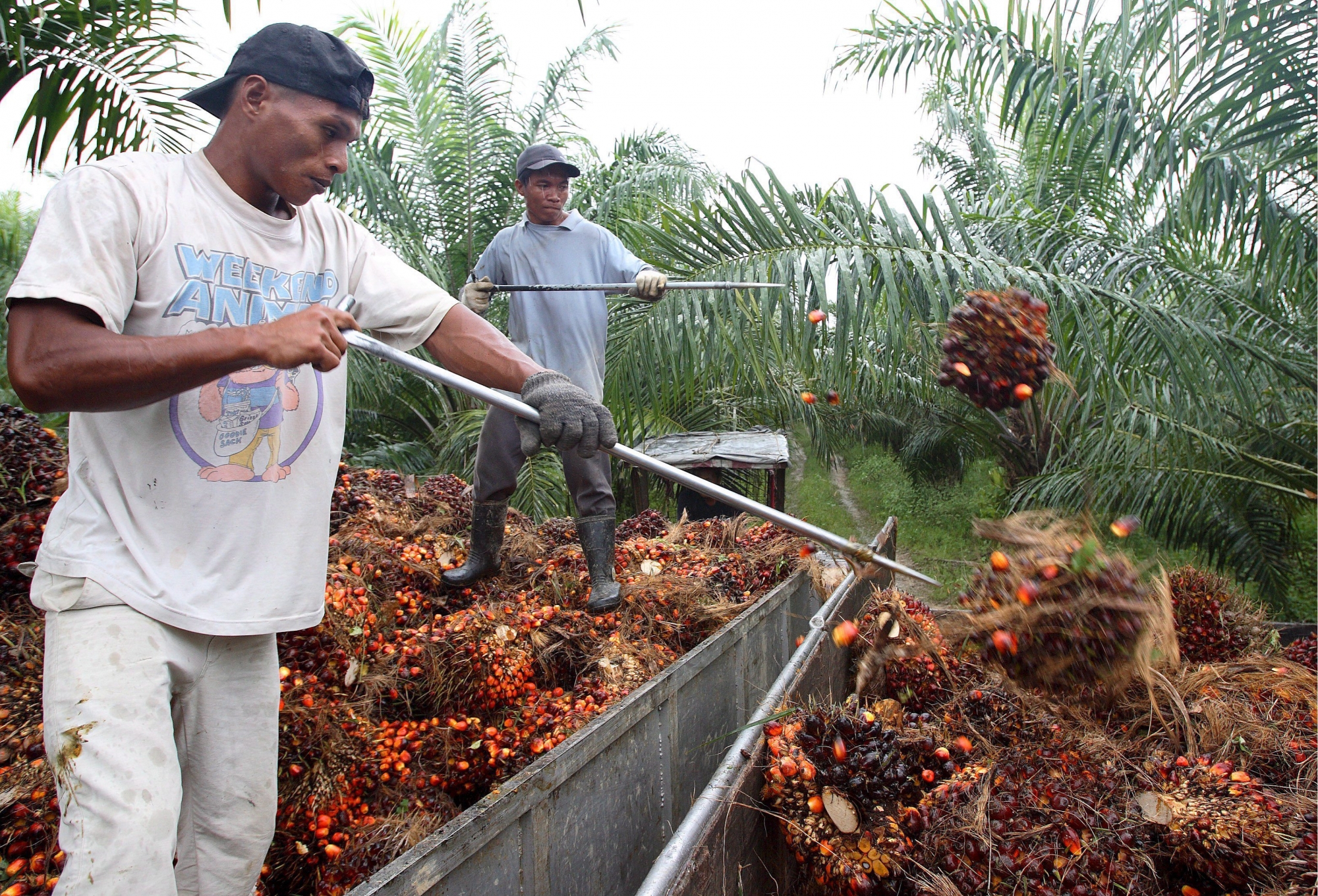 epa01190802 Wokers harvest oil-palm fruit bunches made up of black-orange, berry-like fruit nuts, near Tenom, in Sabah, part of Borneo, Malaysia, in this picture taken 27 November 2007.
Palm oil has long been used in a wide range of consumer products, from margarine to sweets and soaps to cosmetics, but since Europe and America have discovered palm oil as a biofuel, a cleaner-burning alternative to mineral oil, business has taken off. The cleaner oil comes with a dirty side - much rainforest in Borneo in both Malaysia and Indonesia is now slashed to make way for new oil-palm plantations. Malaysia and Indonesia are responsible for 80 per cent of global palm-oil production and consumption has more than doubled to more than 30 million tons each year in the past decade. Delegates, environmentalists and scientists from nearly 190 countries have started two weeks of meetings on Bali to set a deadline for replacing the Kyoto Protocol, the treaty aimed at fighting global warming that was signed 10 years ago and expires in 2012 with clean fuels and alternative energy high on the agenda. EPA/BARBARA WALTON
