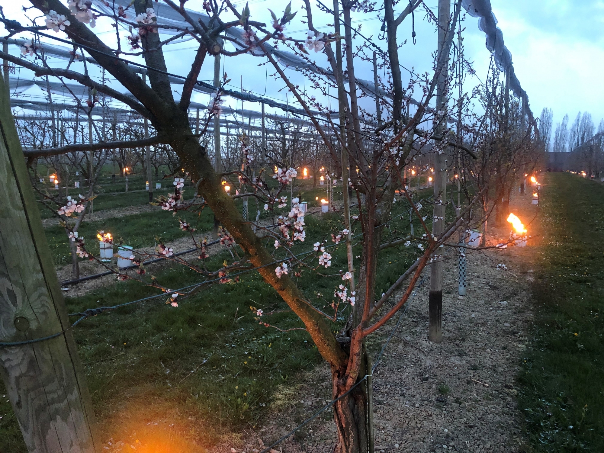 Des dizaines de grosses bougies ont brûlé dans les vergers du domaine de Trembley à Commugny la nuit dernière, afin d'atténuer les dangers liés au gel sur des fruits à l'état embryonnaire.