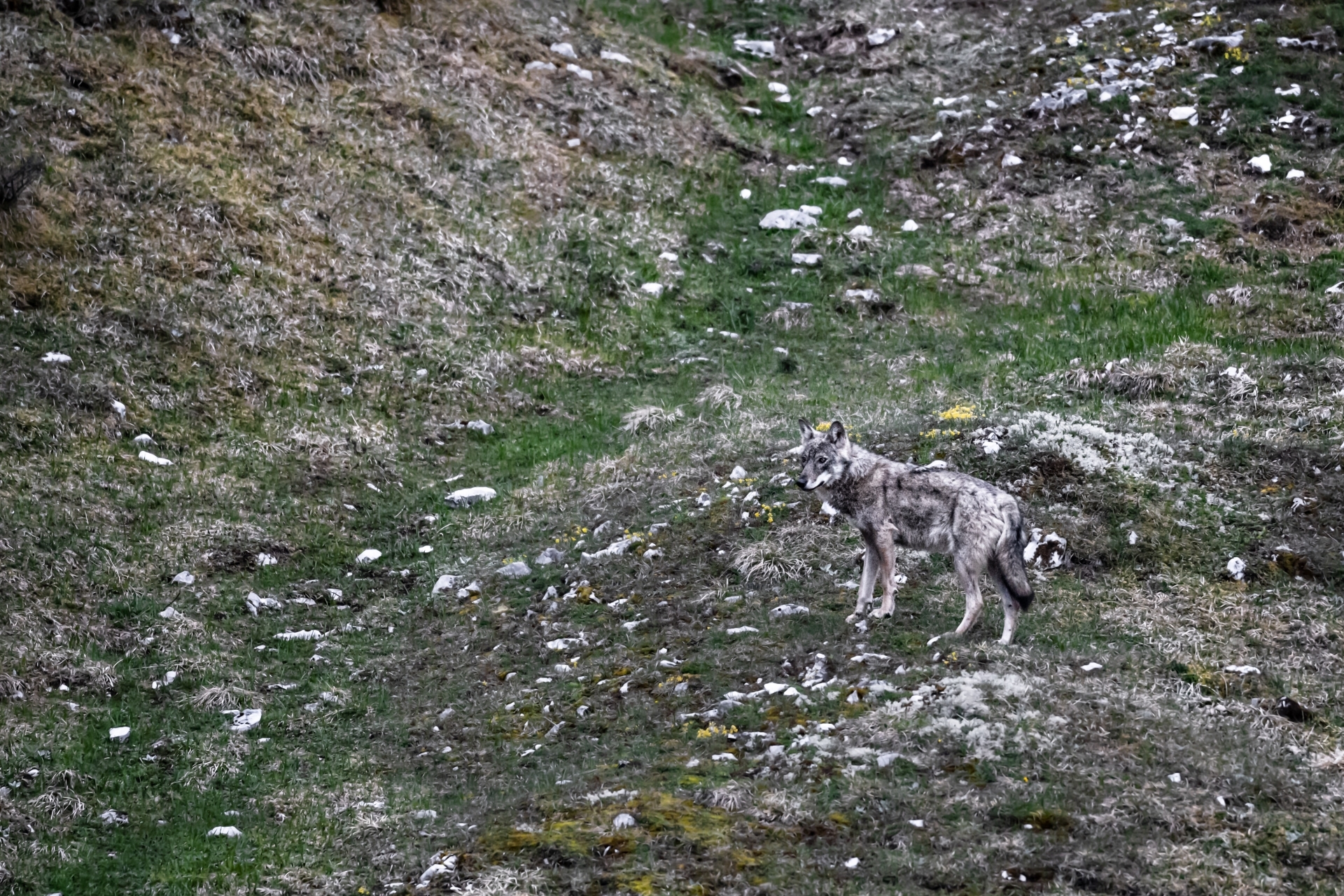 Après 150 ans d'absence, le loup a fait son grand retour dans le Jura vaudois en 2019.