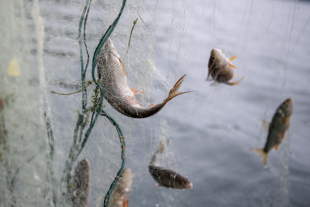 La biodiversité doit permettre d'améliorer les conditions de vie des poissons. (illustration)