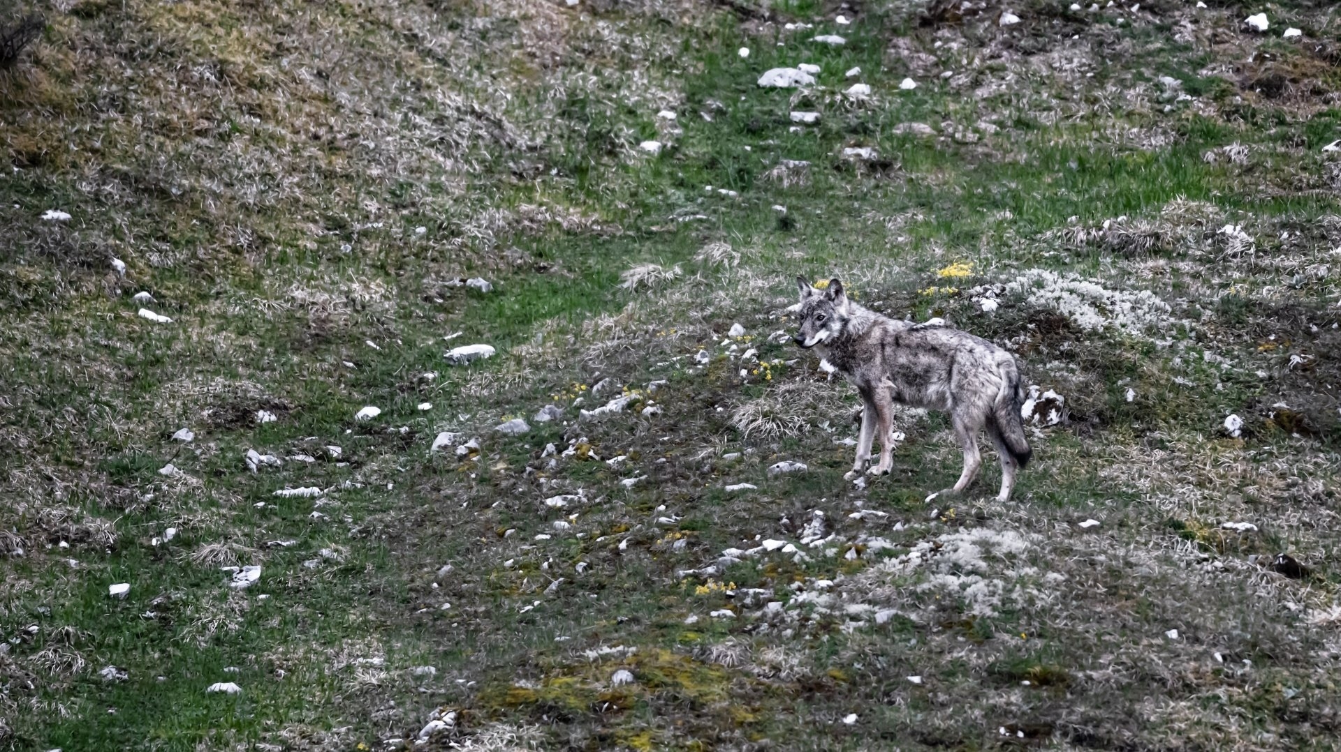 Le canton de Vaud songe à sévir envers les opposants qui empêchent d'abattre deux jeunes loups de la meute du Marchairuz. L'autorisation de tir est valable depuis le 30 août.