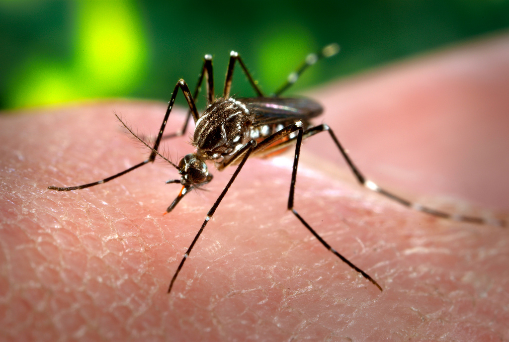 Le moustique Aedes aegypti transmet le virus de la dengue.