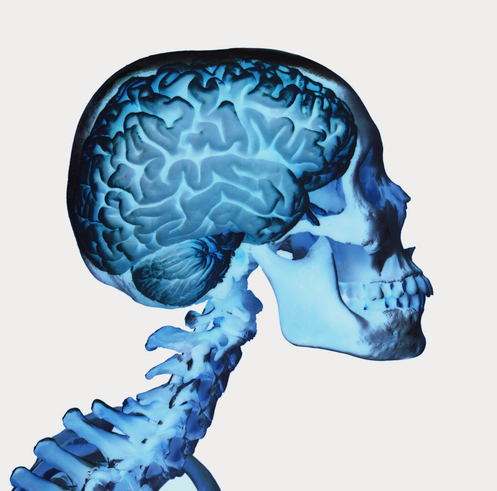 This is an undated photo showing skull and brain with the help of double exposures. The picture is made by British  biologist David Barlow who Tuesday Nov. 10 2003, was announced the 2003 winner of the Lennart Nilsson award for scientific photography. Barlow is cited for "blending science and animation to clarify life functions". He works at the University of Southampton in England. David Barlow will receive his prize which includes US$ 12,595, in Stockholm November 21. Lennart Nilsson is a science photographer, famous for his photos of the beginning of life. (AP photo/Pressens Bild/ho)   **  SWEDEN OUT PLEASE NOTE: PHOTO IS ALLOWED TO BE PUBLISHED ONLY IN CONTEXT WITH THE LENNART NILSSON AWARD  **