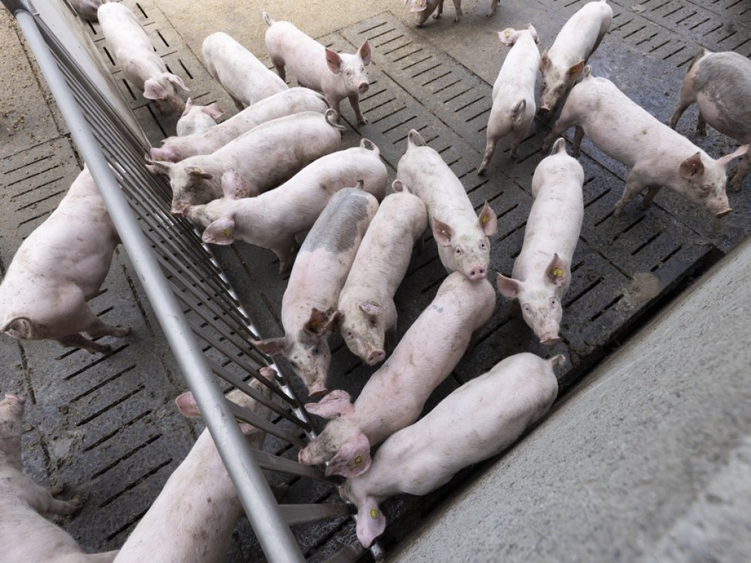 Une acceptation de l’initiative sur l’élevage intensif aurait des conséquences graves pour les exploitations qui gardent des animaux de rente, estime l'Union suisse des paysans (illustration).