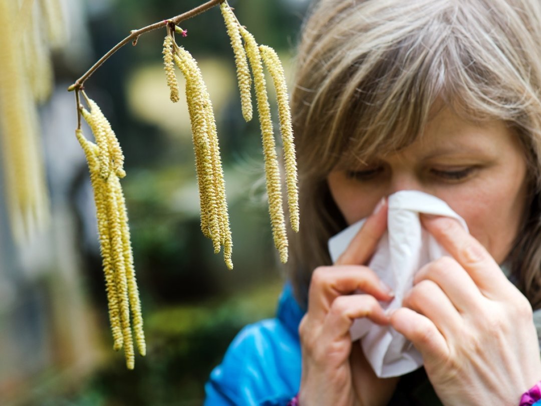 Malgré l'hiver, les noisetiers commencent déjà à libérer leur pollen dans certaines régions.
