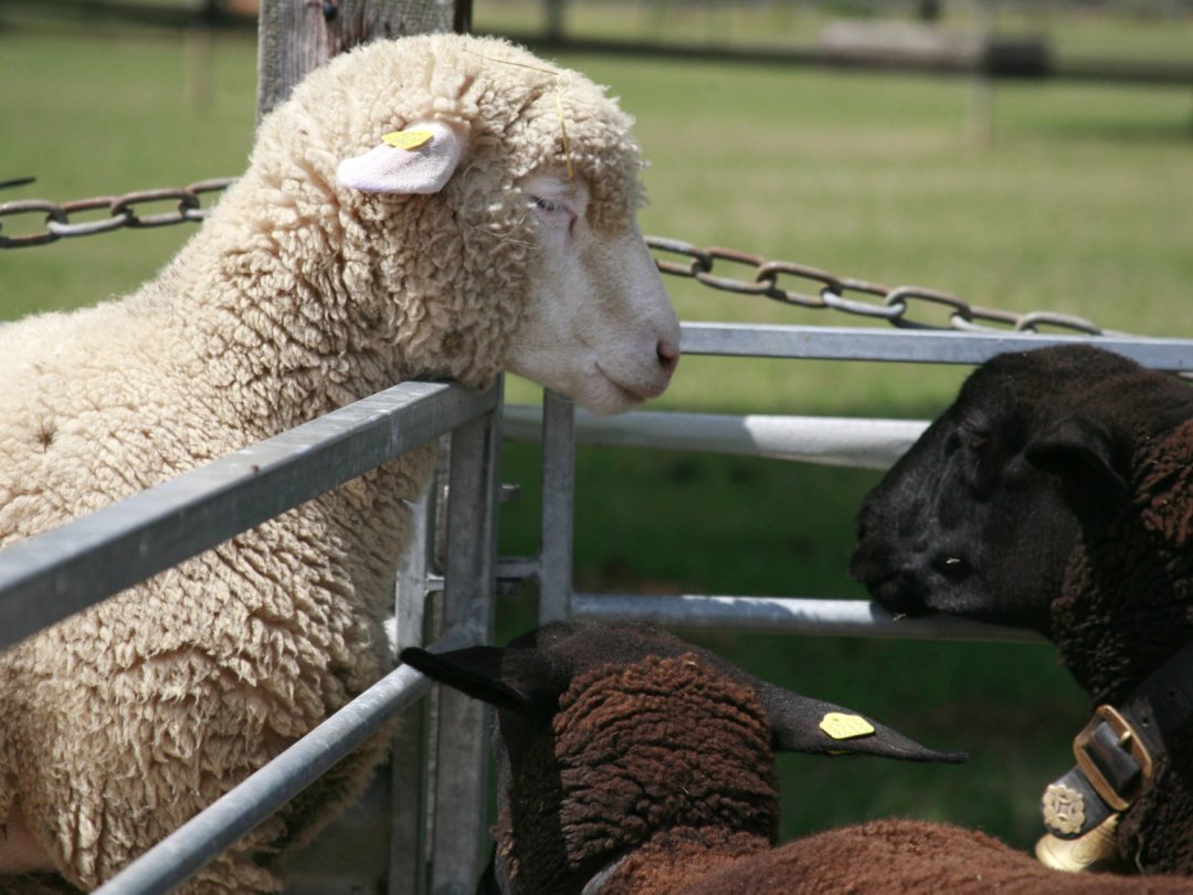 Le voleur d'animaux a dérobé toutes sortes d'animaux, notamment de nombreux moutons.