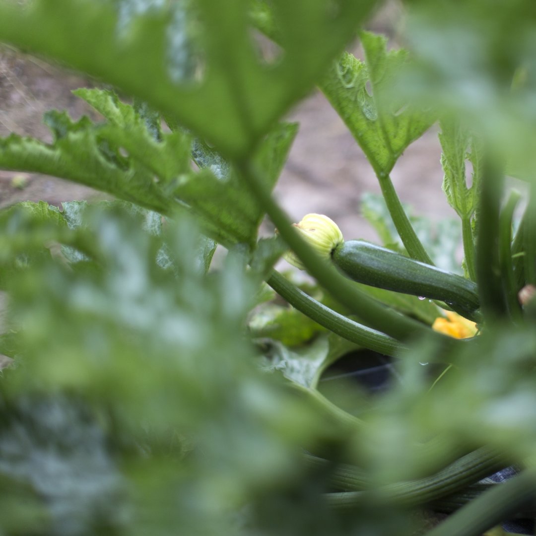 Les courgettes font parties des légumes pour lesquels une attention particulière est recommandée (image d'illustration).