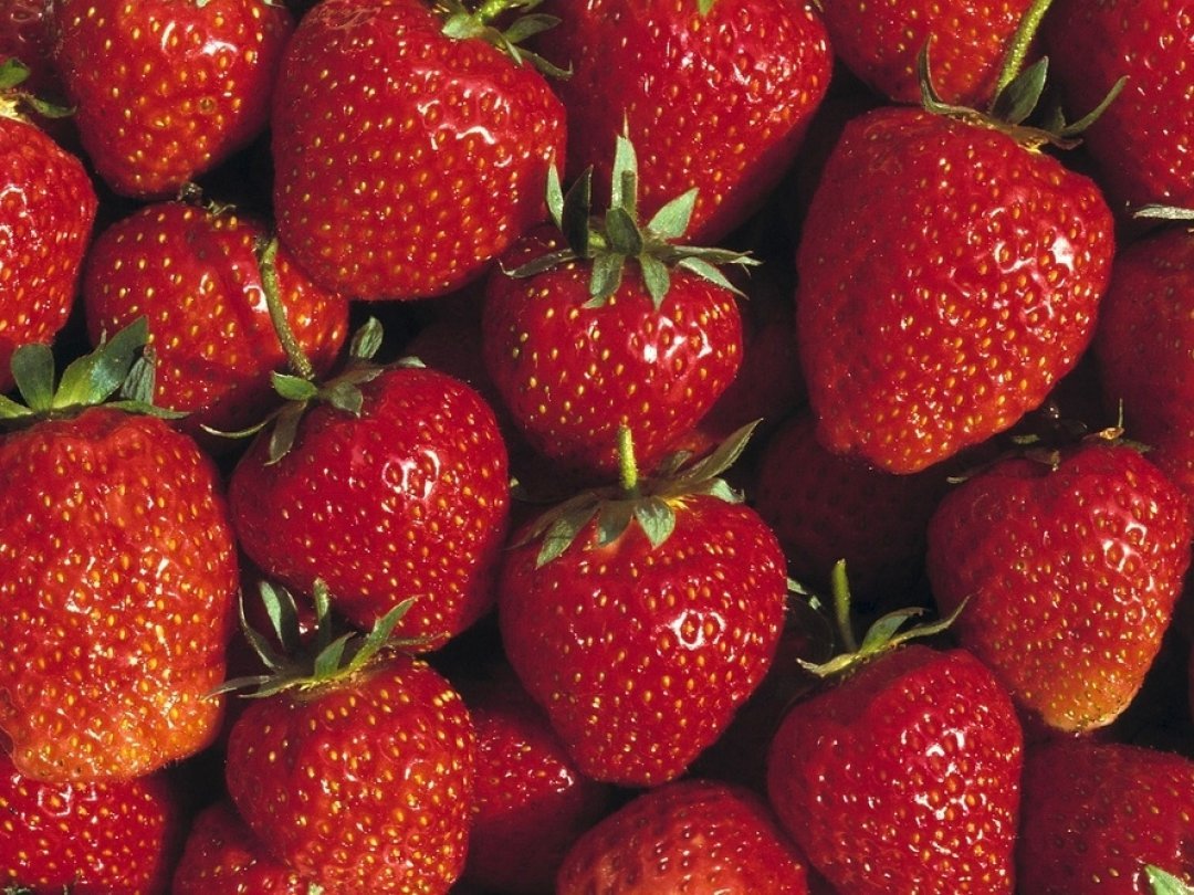 Les fraises sont cultivées sur 530 hectares en Suisse et la surface a augmenté de 3% par rapport à l’année précédente.