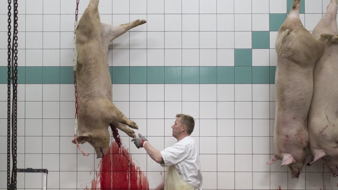 Consommation de viande: «Nous avons été éloignés de la réalité de la production et de la mort de l’animal»