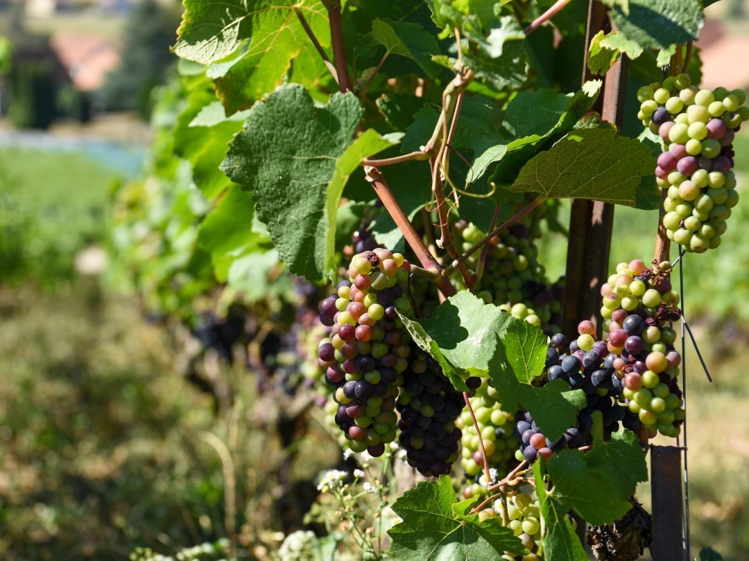 Pour les défenseurs des vins "nature" , l’utilisation de raisins certifiés biologiques ou biodynamiques et l’interdiction de tout intrant chimique lors des vinifications, sulfites compris permet d’obtenir des vin plus «plus proches du raisin».
