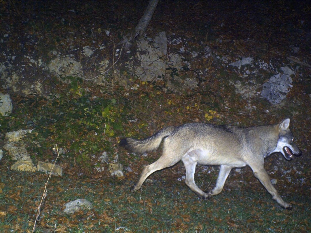Un des loups abattus par le Canton en novembre 2022 s'avère être le mâle reproducteur de la meute de Marchairuz (photo d'archive).