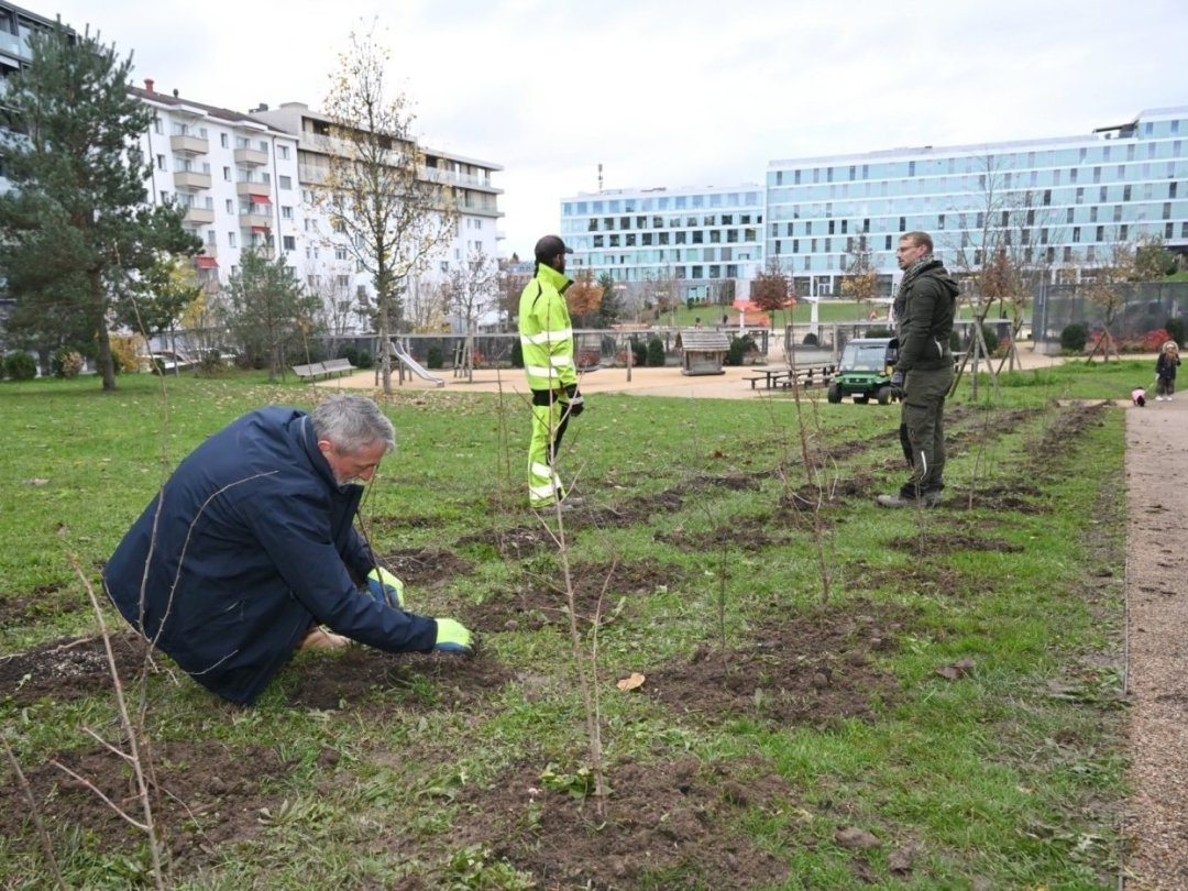 Le chantier de reboisement du parc de la Morâche a démarré ce mercredi 30 novembre en présence de Pierre Wahlen, Municipal en charge de l'environnement.