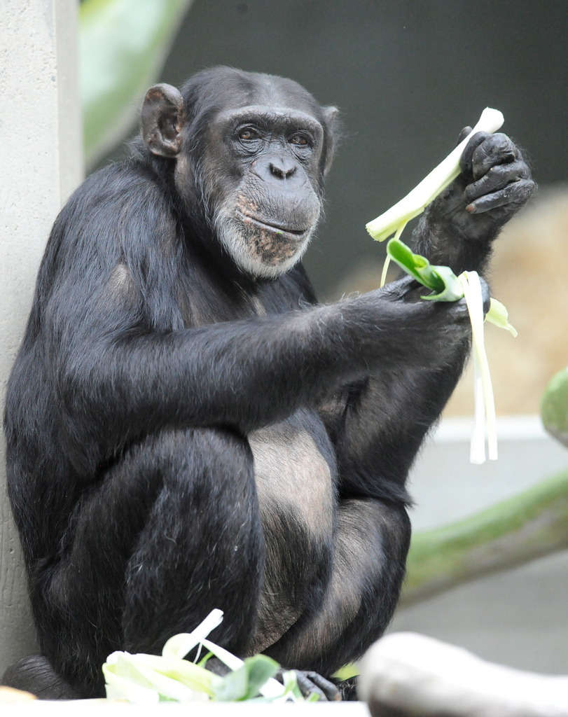 Ein Schimpanse (Pan troglodytes) verzehrt am Dienstag (19.07.11) im Zoo in Basel eine Lauchstange. Nach mehr als einjaehrigen Umbauarbeiten sind die Affen wieder in das Affenhaus im Basler Zoo (Zolli) zurueckgekehrt. Die Gehege sind groesser, hoeher, heller geworden mit mehr Klettermoeglichkeiten und Futterkaesten, aus denen die Primaten Leckereien wie beispielsweise Karotten, Apfelsinen und Aepfel mit viel Geschick herausfingern muessen. Foto: Winfried Rothermel/dapd