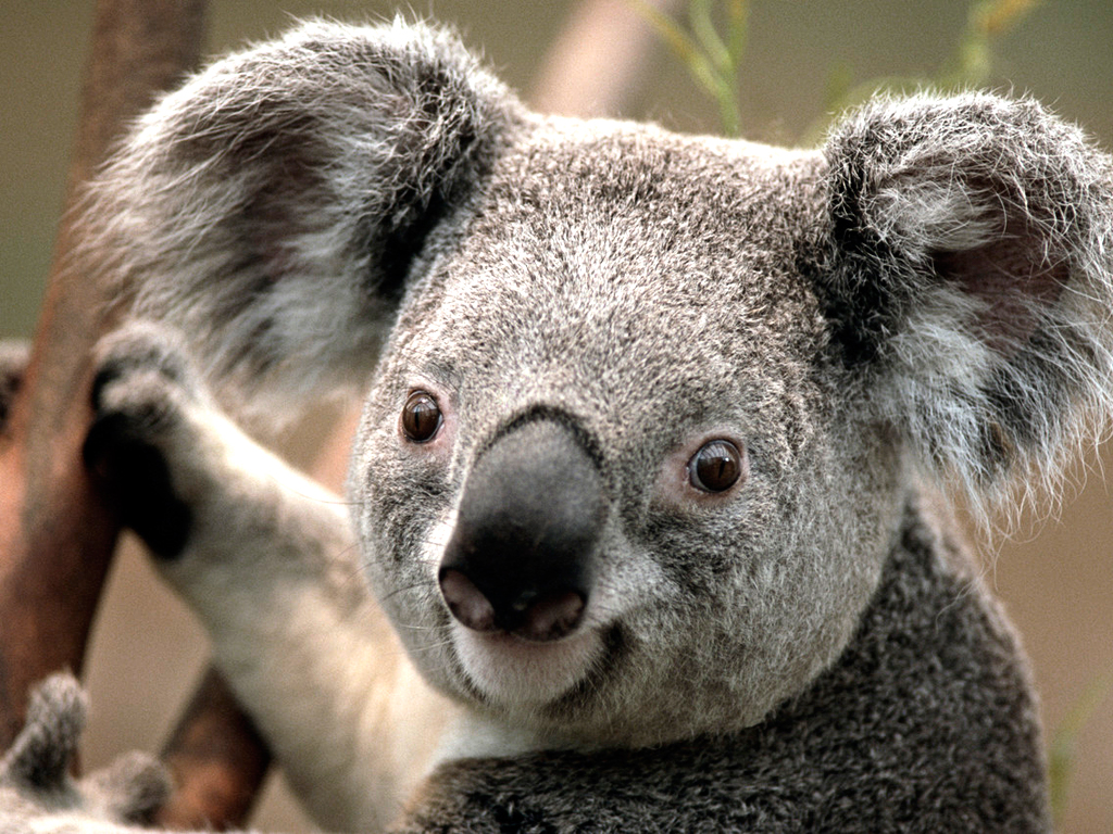 _koala.jpg