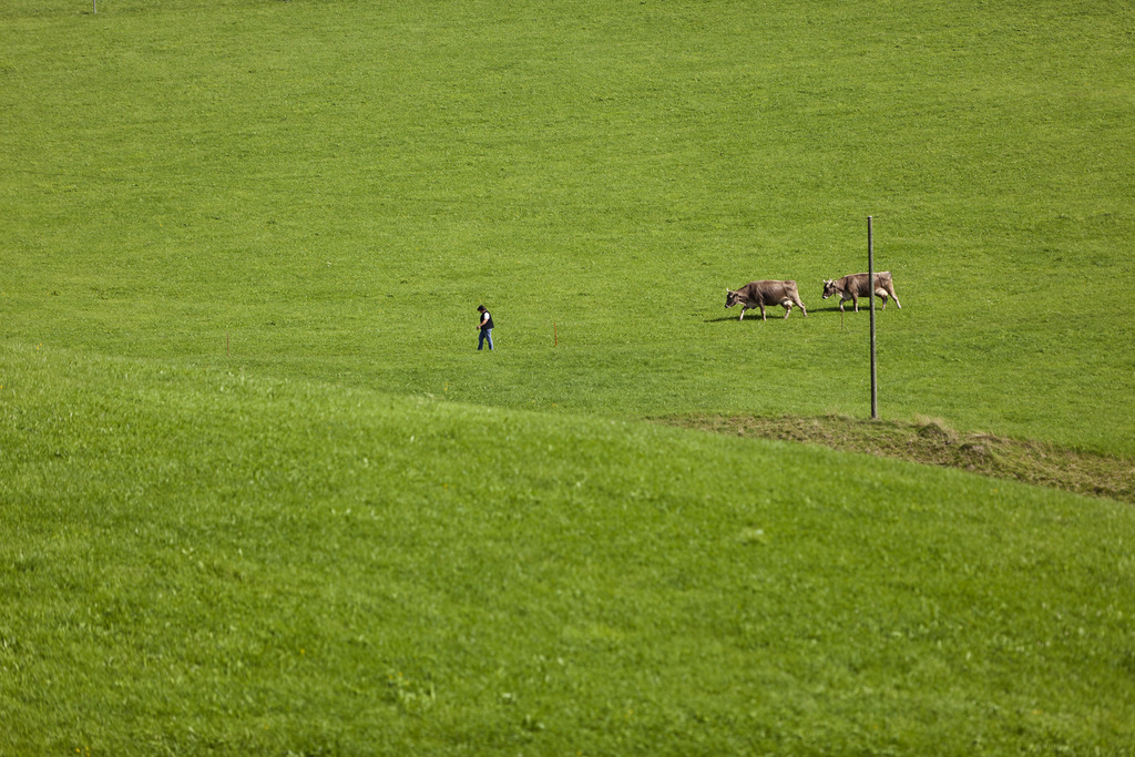 Près Vaud, Fribourg et le Valais, le canton d'Appenzell est lui aussi touché par des cas de tuberculose bovine. 

Alpabzug vom Schwizeraelpli oberhalb Schwende im Kanton Appenzell Innerrhoden nach Appenzell, aufgenommen am 3. September 2010. (KEYSTONE/Martin Ruetschi)