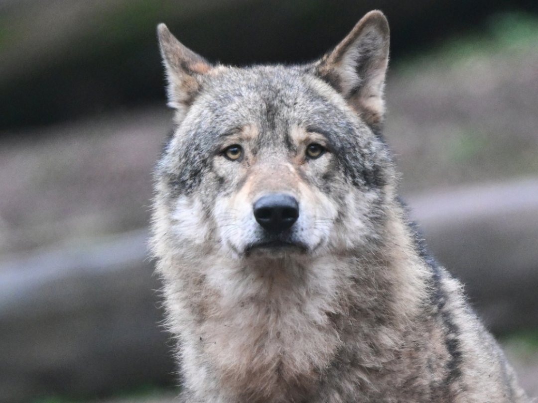 Les loups représentent une menace toujours plus grande, selon deux députées vaudoises.
