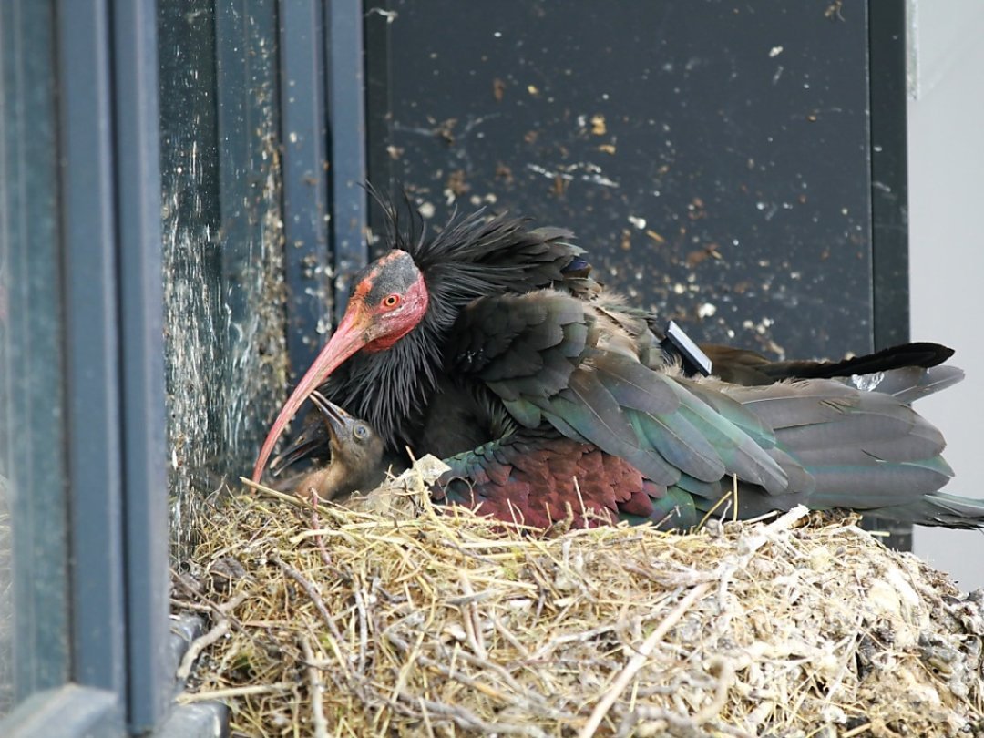Deux ibis chauves sont nés dans la nature à Rümlang (ZH), une première en Suisse depuis près de 400 ans.