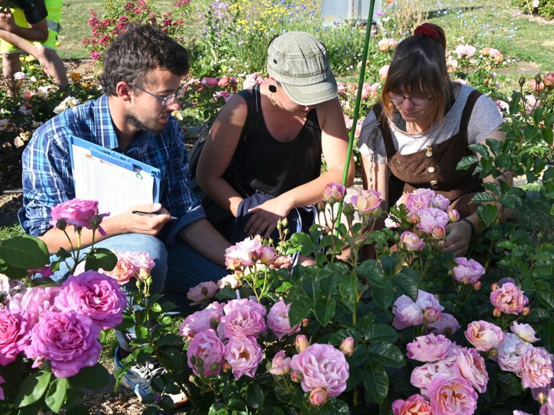 Un jury d'experts va devoir déterminer quelles sont les plus belles, et plus résistantes, des roses présentées à la roseraie de Bois-Bougy.