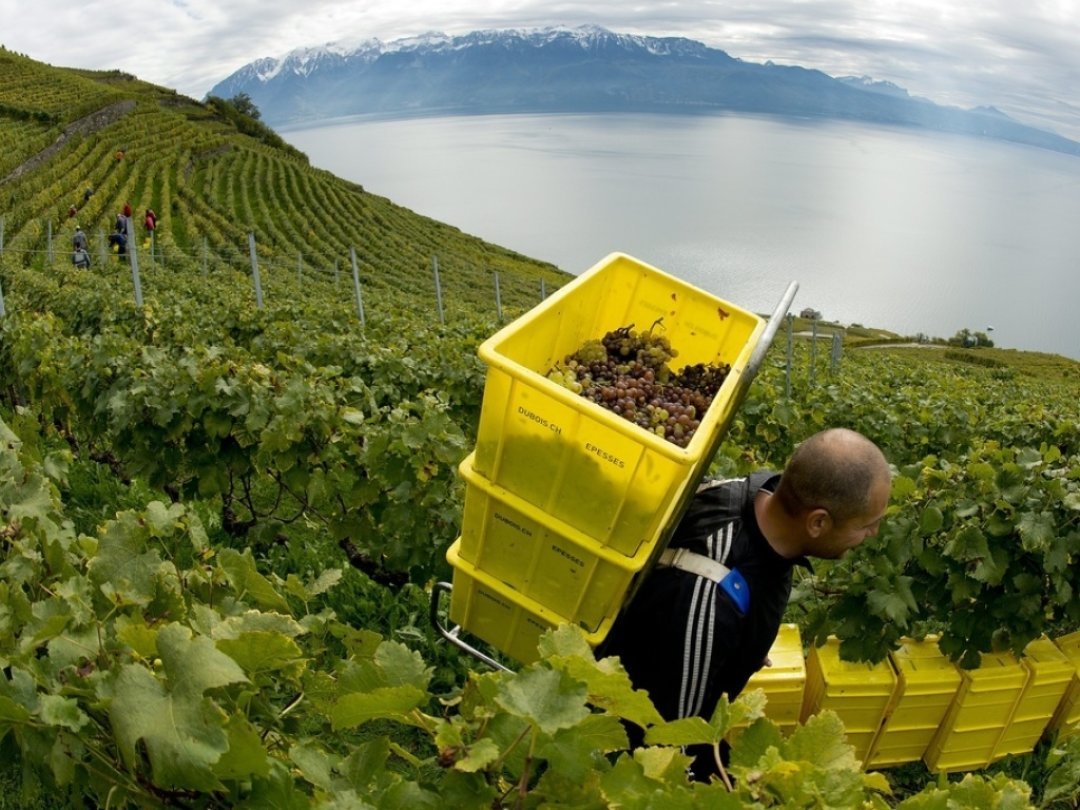 Après le millésime 2021 historiquement faible en raison des aléas climatiques, la viticulture vaudoise a retrouvé le sourire en 2022 dans des conditions presque méditerranéennes où qualité et quantité étaient au rendez-vous (archives).