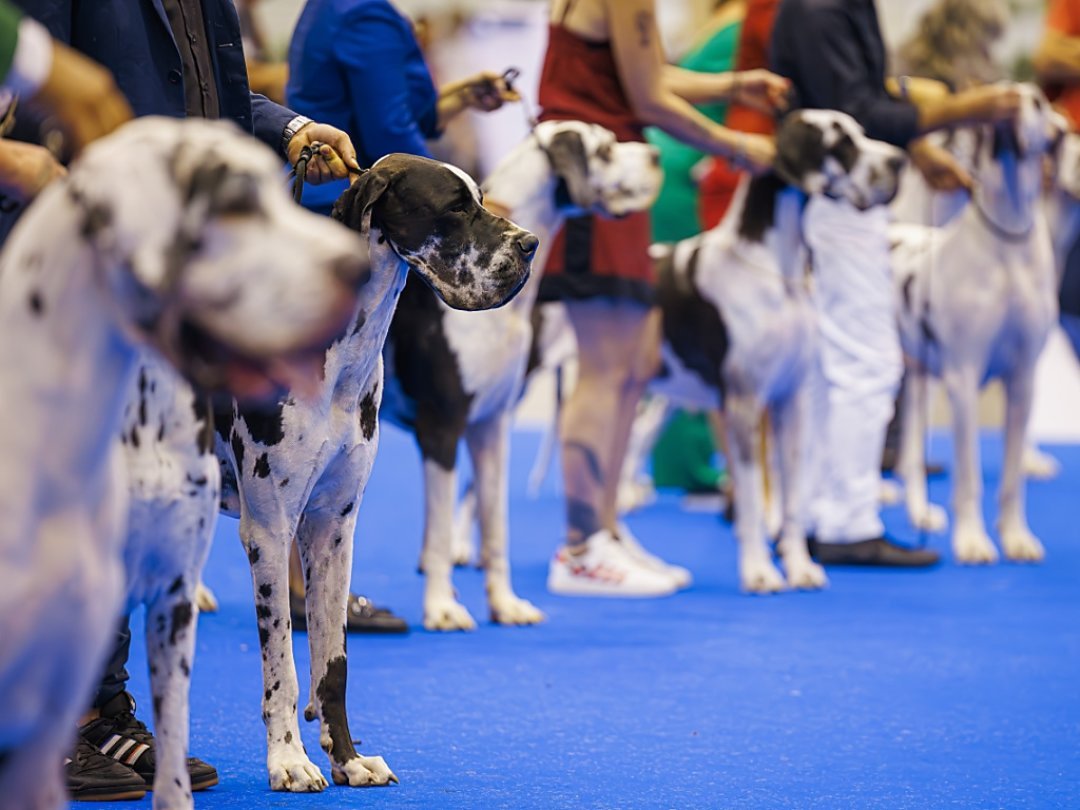 Au total, 350 races sont présentes au World Dog Show, qui est organisé par la Société vaudoise de cynologie.