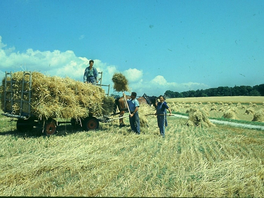 Albert Reymond a photographié et filmé de nombreuses scènes de la vie agricole.