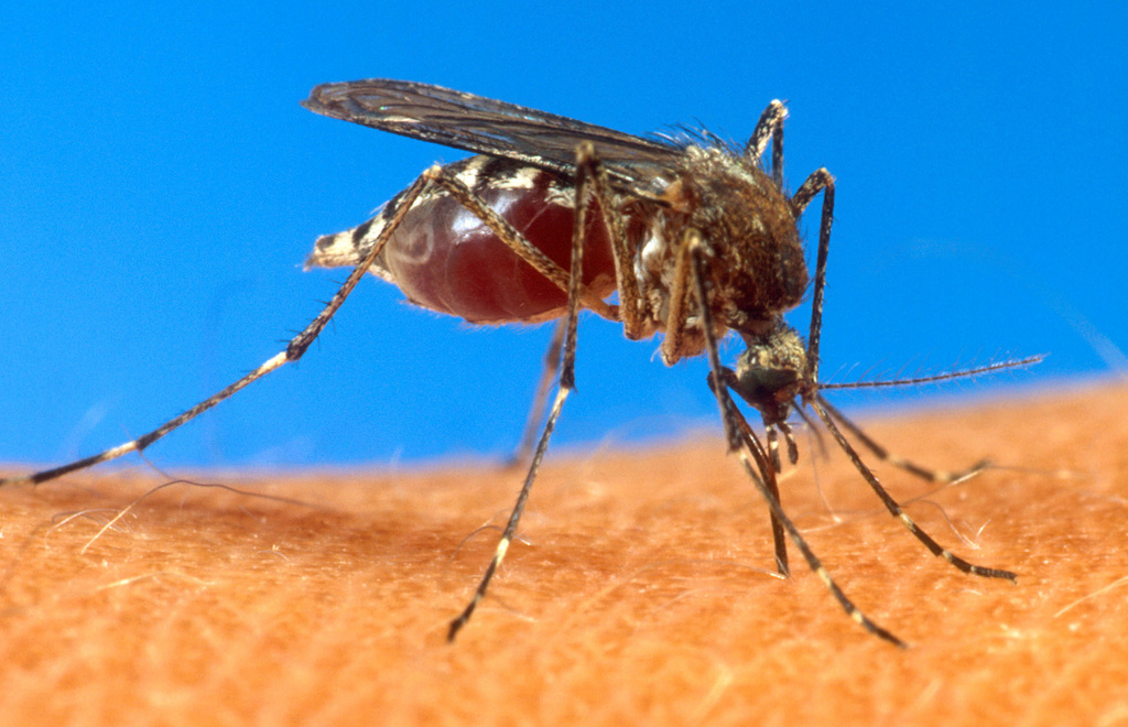 Le chikungunya est une maladie virale transmise à l'homme par des moustiques infectés.