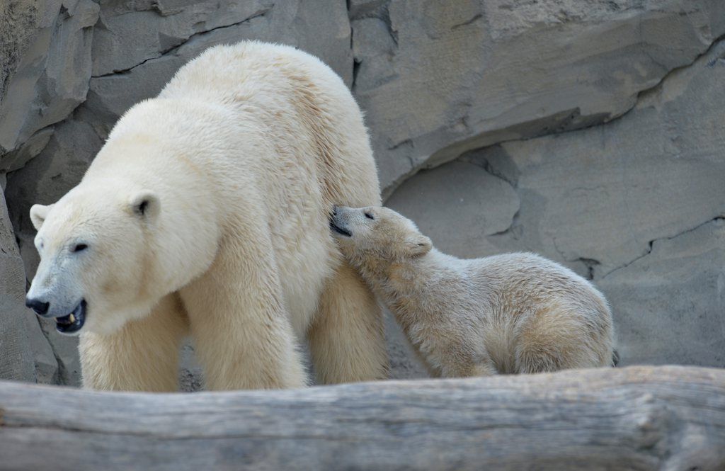 epa04185321 Polar bear girl Lale (R) follows her mother Valeska through their enclosure at the zoo in Bremerhaven, Germany, 29 April 2014. Lale was born at the zoo on 16 December 2013.  EPA/CARMEN JASPERSEN
