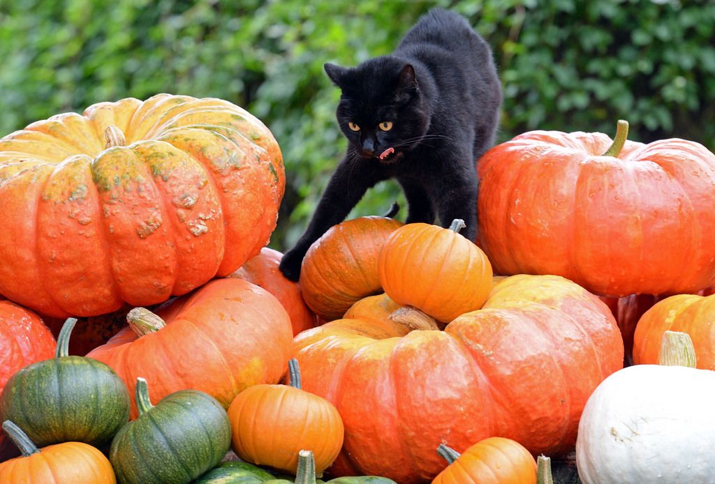 A black cat strolls over a pile of pumpkins at a farm near Potsdam, eastern Germany, Tuesday, Sept. 10, 2013. Weather forecast predicts autumnally and rainy weather for the next days. (AP Photo/dpa, Ralf Hirschberger)