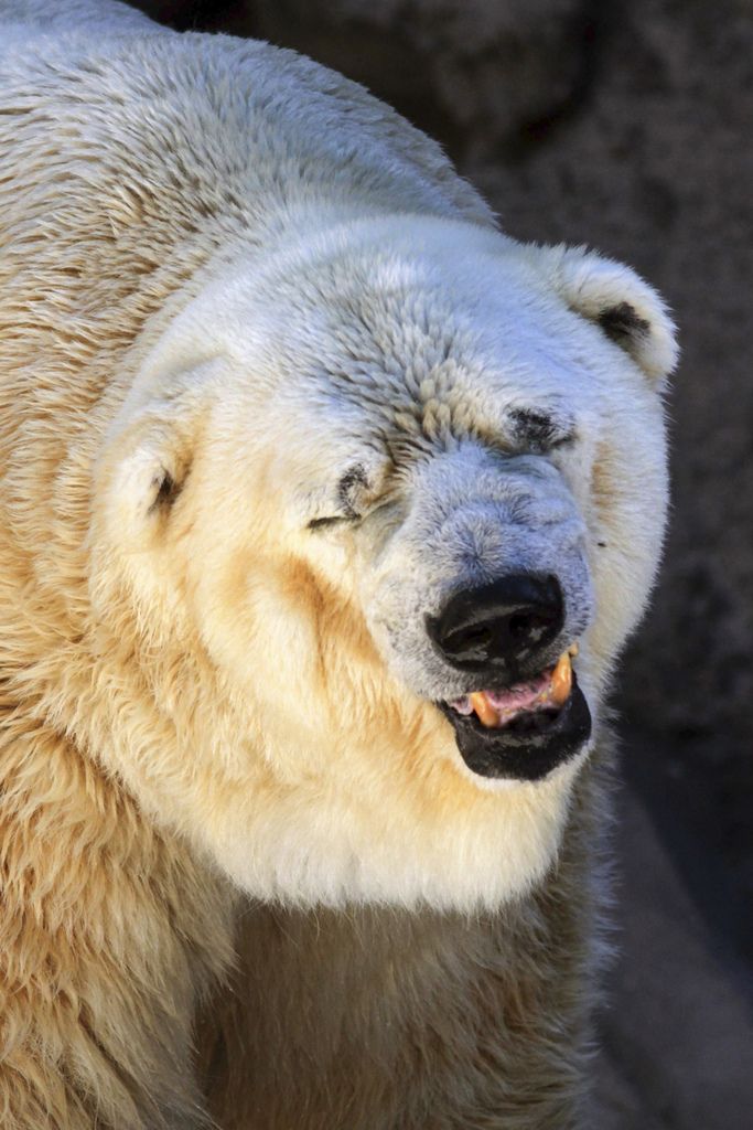 In this March 20, 2014 photo released by Greenpeace, Arturo, a 28-year-old polar bear, stands inside his cage at the zoo in Mendoza, Argentina. Despite a petition by hundreds of thousands of people asking for Arturo's relocation to a zoo in Winnipeg that has accepted the polar bear's transfer, the Mendoza Zoo Director said Tuesday, July 22, 2014, that Arturo, will remain in Argentina. The country's last remaining polar bear in captivity, only suffers the typical ailments of old age said the director and asks Arturo supporters to ?stop bothering the bear,? saying it would be risky to move him due to his advanced age. (AP Photo/Greenpeace, Delfo Rodriguez)